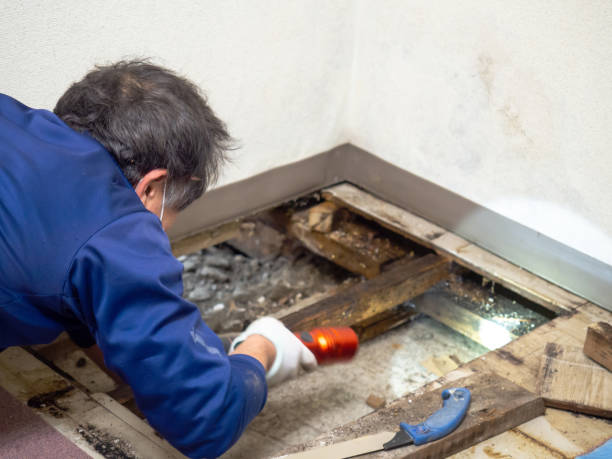 Reliable Middlebush, NJ Mold Removal Solutions