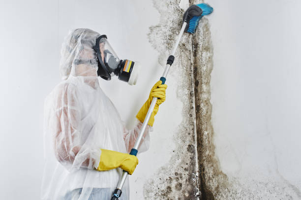 Best Mold Removal Near Me  in Middlebush, NJ