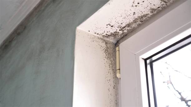 Best Office Mold Removal Services  in Middlebush, NJ