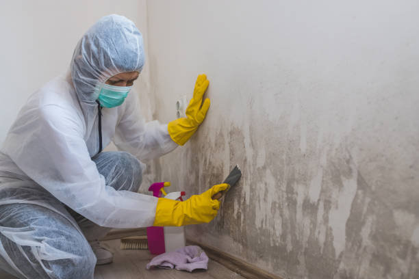 Mold Testing and Removal in Middlebush, NJ