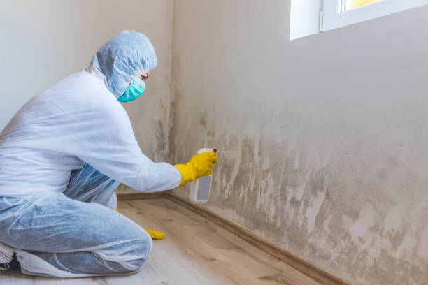Best Commercial Mold Removal  in Middlebush, NJ