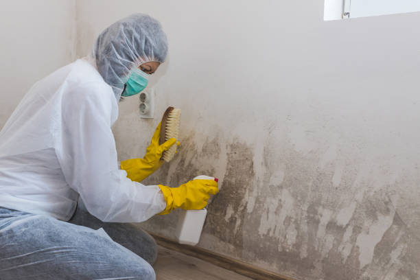 Best Mold Damage Repair  in Middlebush, NJ