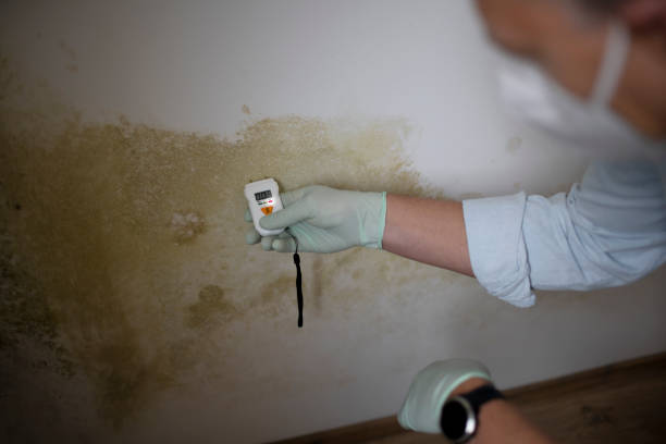 Mold Removal and Inspection in Middlebush, NJ
