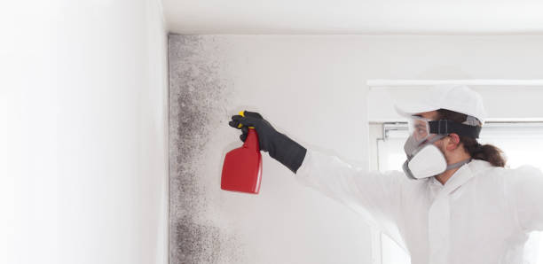 Best Certified Mold Removal  in Middlebush, NJ