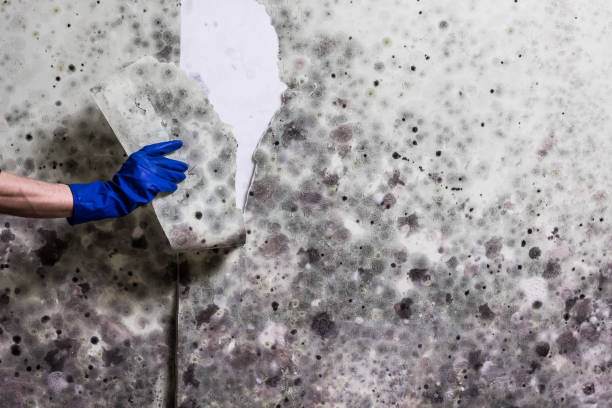 Best Same-Day Mold Removal  in Middlebush, NJ