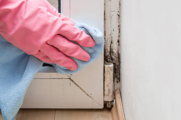 Mold Removal Process in Middlebush, NJ