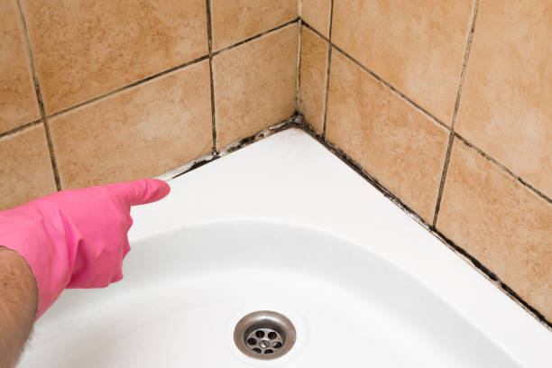 Best Black Mold Removal  in Middlebush, NJ